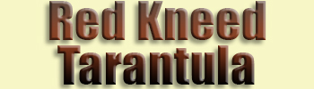 Tarantula, Red Kneed