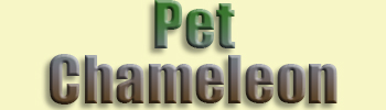 Pet Chameleon