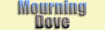 Mourning Dove
