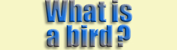  What is...bird?