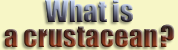  What is...crustacean?