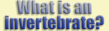  What is...invertebrate?