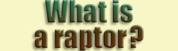  What is...raptor?