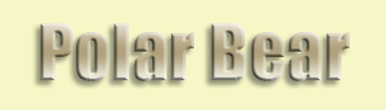 Polar Bear