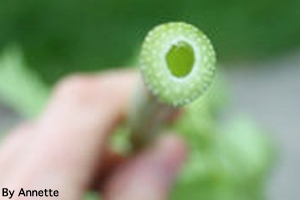 Sip then eat celery straws