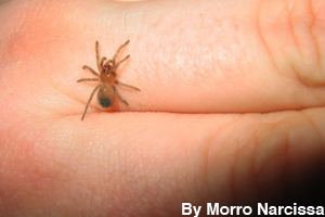 A newly hatched spiderling