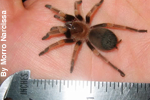 A two year old spiderling