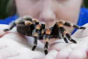 An adult red kneed tarantula
