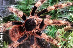 An adult red kneed tarantula