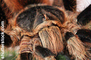 Close-up of the tarantula's head