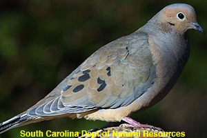 Close-up of a mourning dove