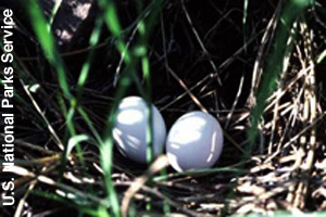 Nest and eggs of the mourning dove