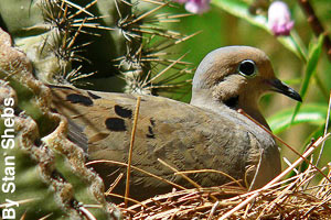 Mourning dove sitting on a nest