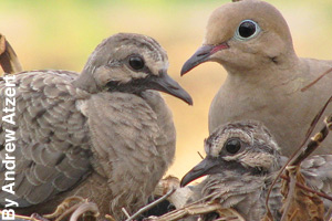 A mourning dove family