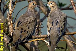 A pair of mourning doves