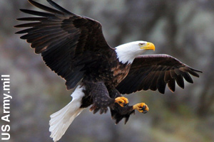 A bald eagle in flight