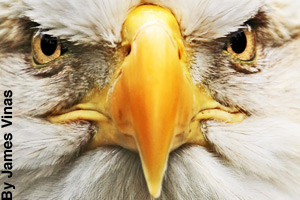 Close-up of a bald eagle's face