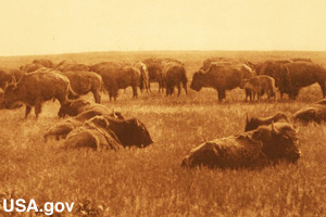 Comanche tribes followed buffalo herds