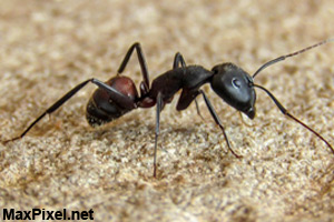 A worker ant