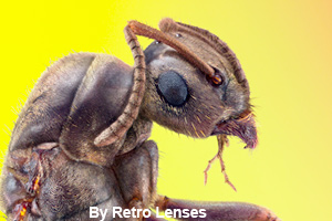 Close-up of an ant's head