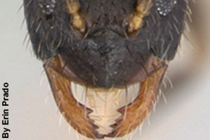Close-up of an ant's jaws or mandibles