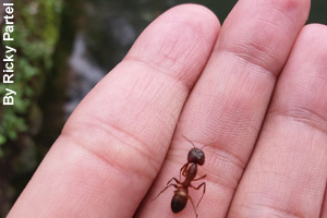 An ant is small but mighty.