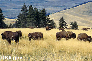 A small herd of buffalo, or bison