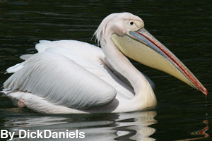 A white pelican