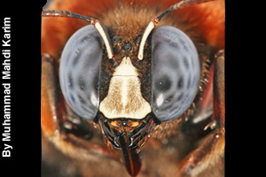 Close-up of a honey bee's head