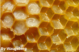 Larva growing in the honeycomb