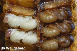 The pupa stage of honey bees