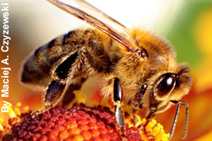 Close-up of a worker honey bee