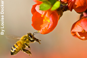 A honey bee getting nectar