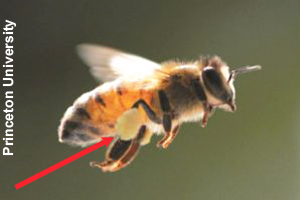 A honey bee carrying pollen