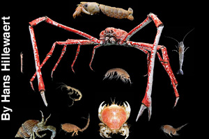 Many different kinds of crustaceans