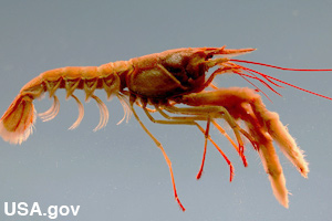 A lobster