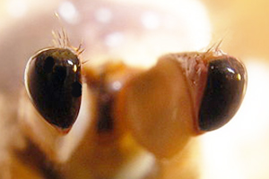 Close-up of crustacean eyes