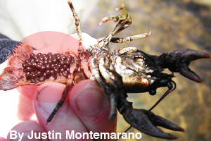 A crustacean carrying its eggs