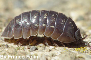 A pill bug