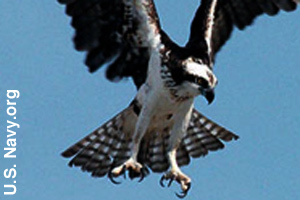 Osprey showing its talons