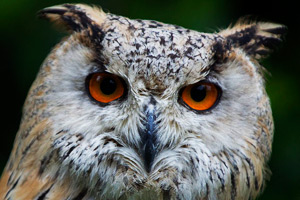 Owls may be raptors