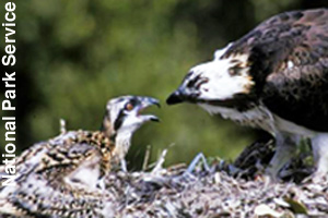 An osprey feeding its baby