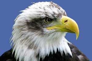 A bald eagle, the national bird <br>of the United States