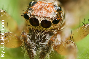 Close-up of spider's eyes and pedipalps