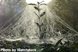 The beginnings of a sheet spider web