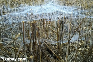 There are usually two layers to a sheet web.