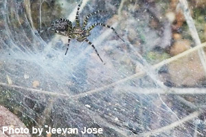 A spider checks the web for insects.