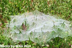 A finished sheet spider web