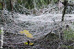 A close-up of the silk threads in a sheet web
