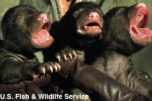 Newborn cubs checked by a forest ranger